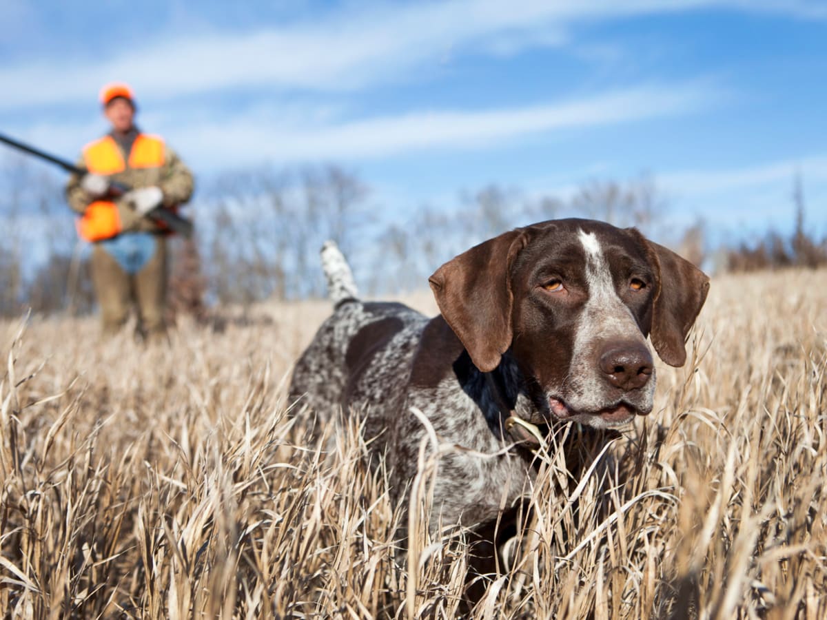 Hunting Dogs 11 Best Breeds for Hunting Parade Pets