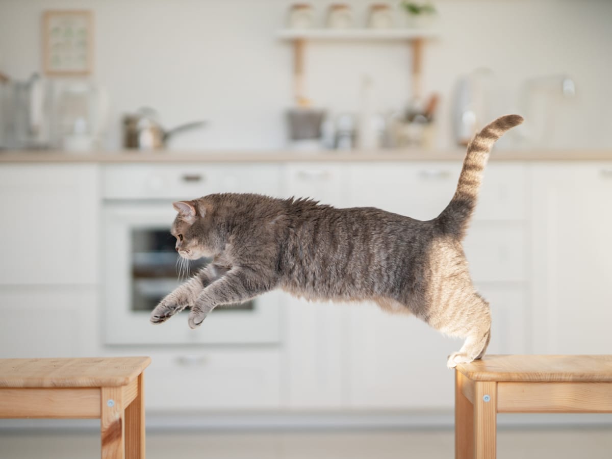 10 Best Cat Exercises According to Veterinarians Parade Pets
