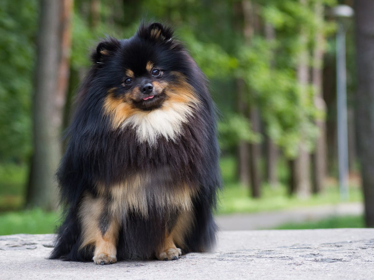 Pomeranian long hair shop