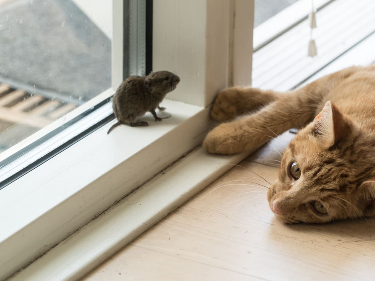 Cat flap that stops mice discount
