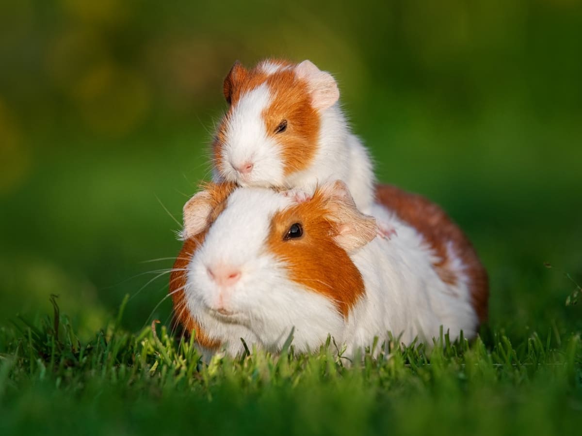 What to do with newborn clearance guinea pigs