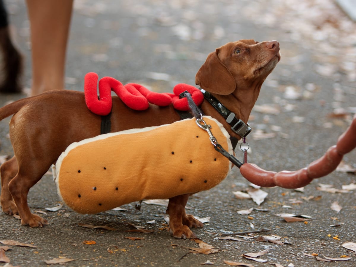 Hot dog clothes online