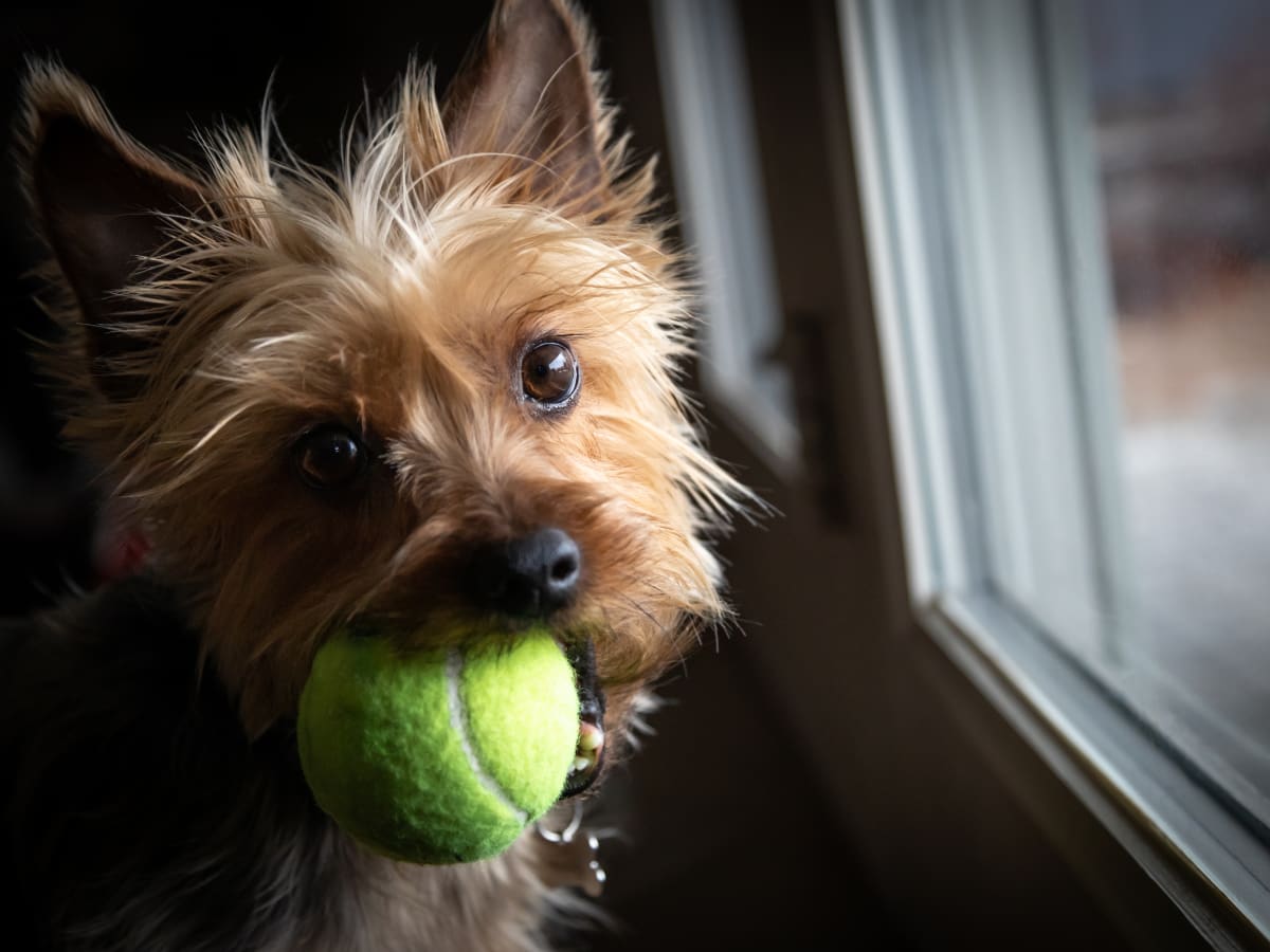 Yorkie ball clearance
