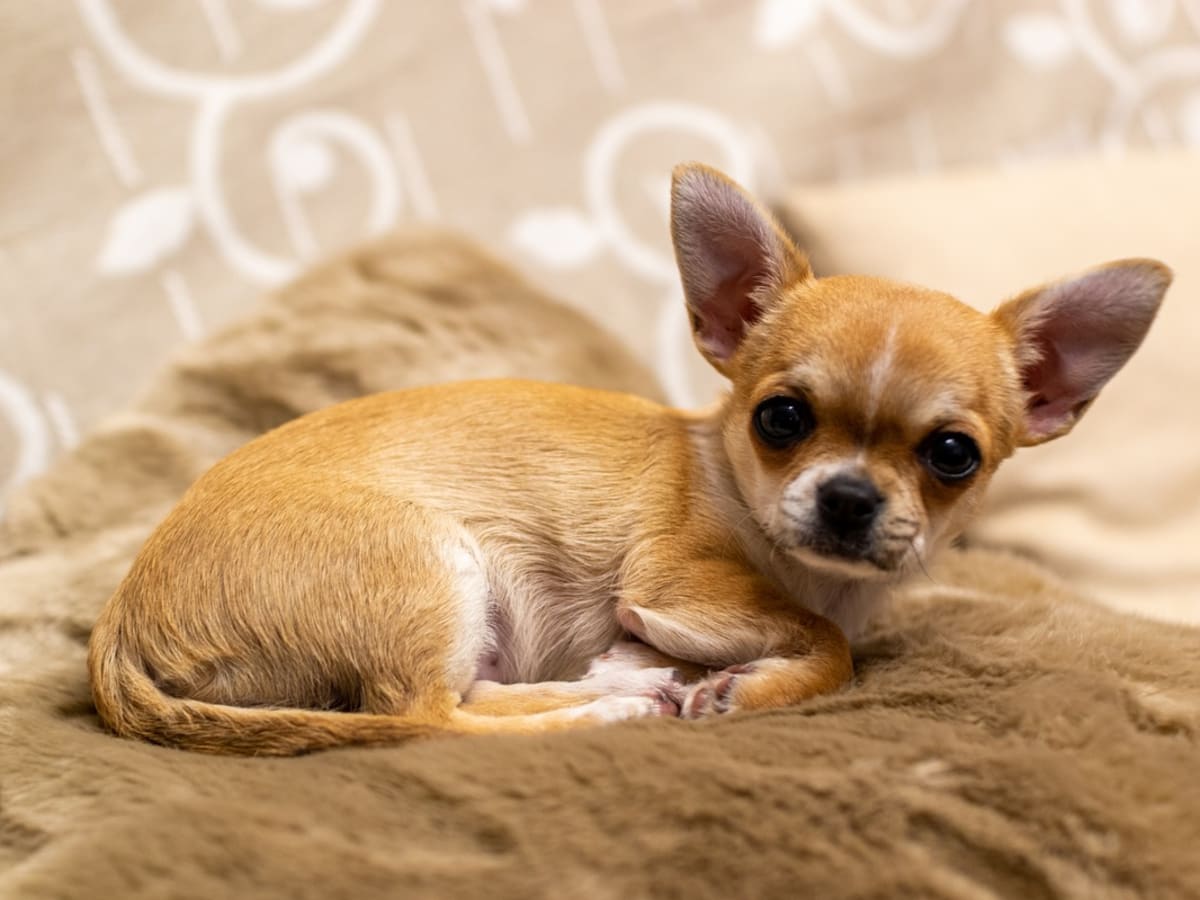 Chihuahua howling hotsell like a wolf