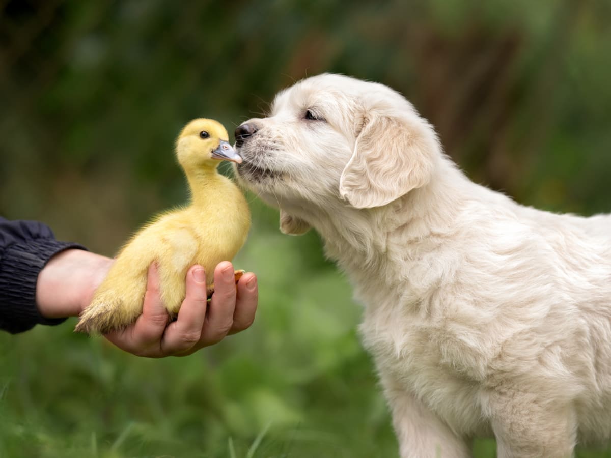 Baby online duck pet