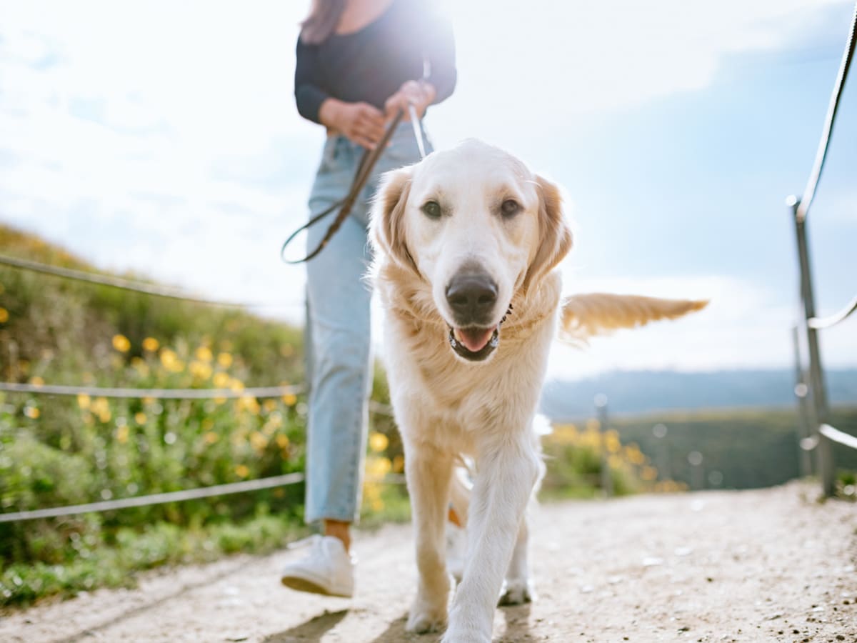 11 Healthiest Dog Breeds According to Veterinarians Parade Pets