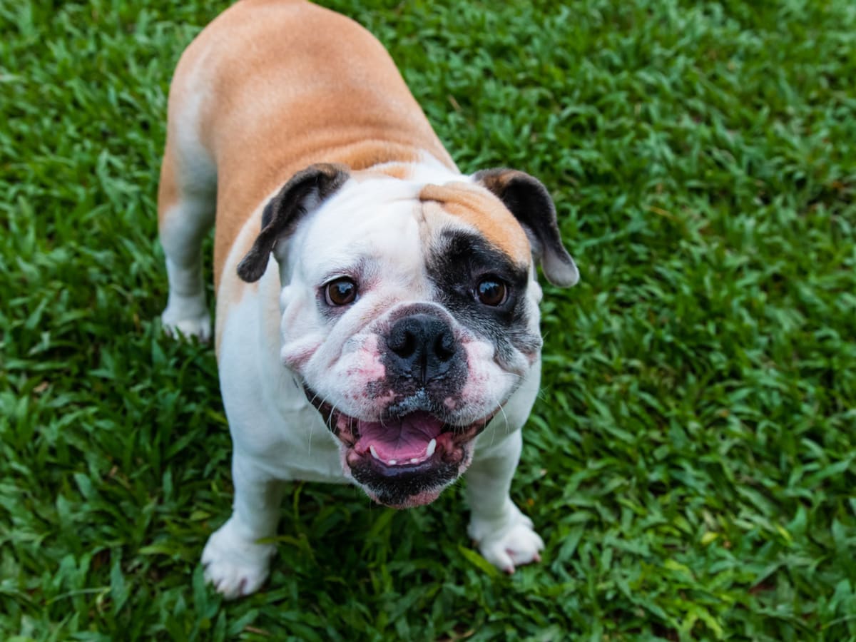 English Bulldog s Reluctance to Leave His Grandparents House Is a