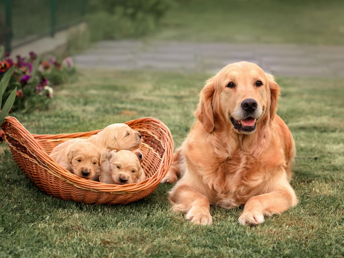 Golden retriever cheap as a baby