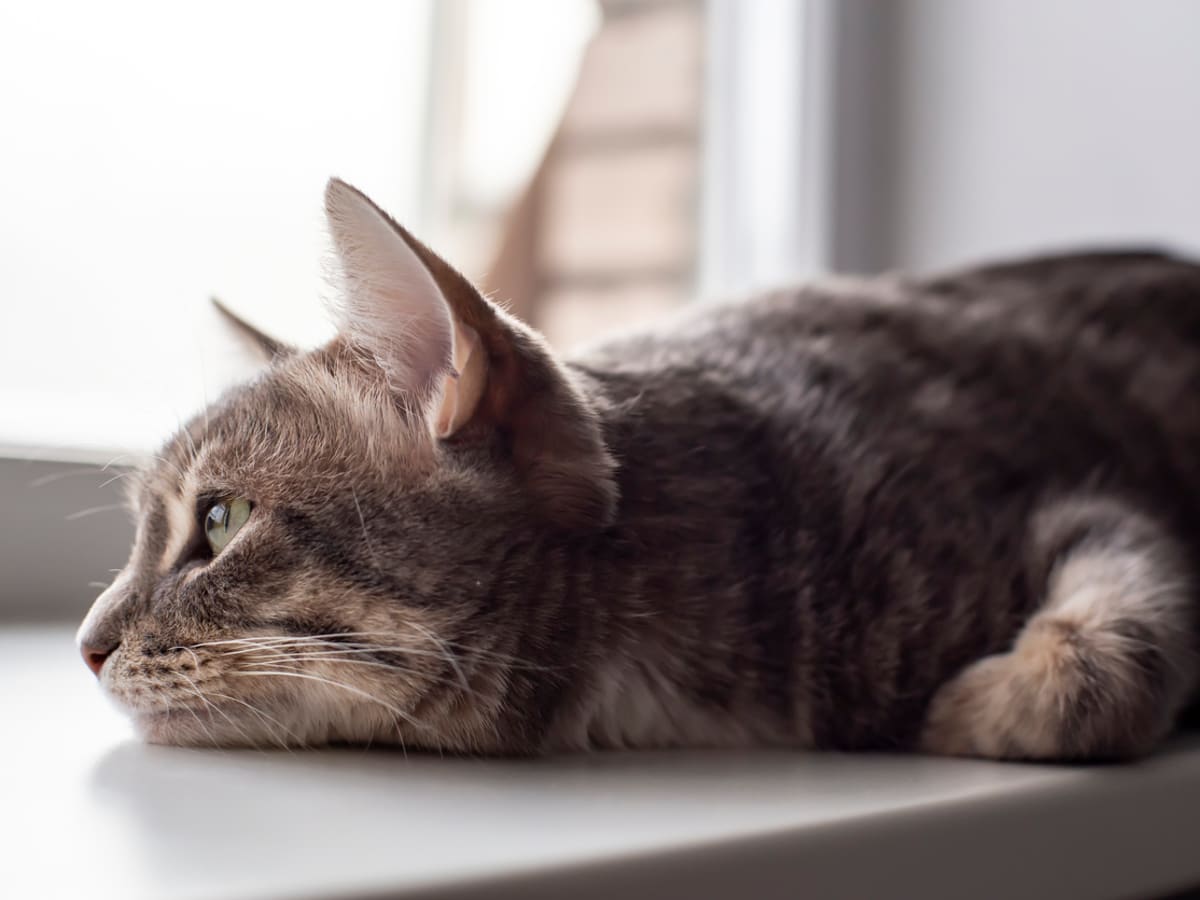 Depressed cat sales