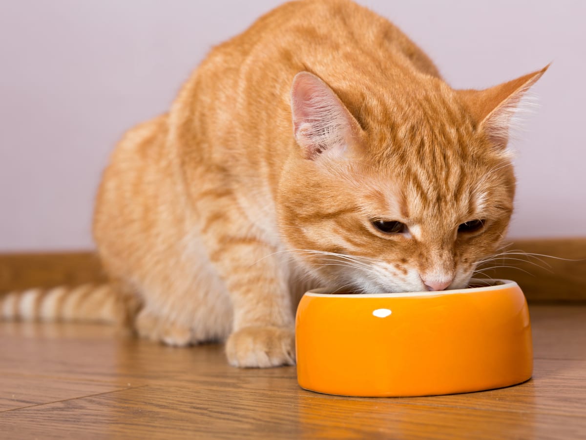 Orange Cat Shares Breakfast With Tiny Mouse and It s Just Unreal