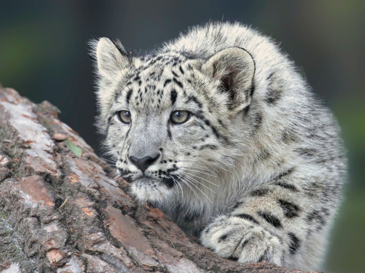 Sacs leopard deals