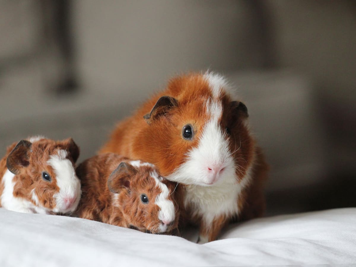 What to do with baby outlet guinea pigs
