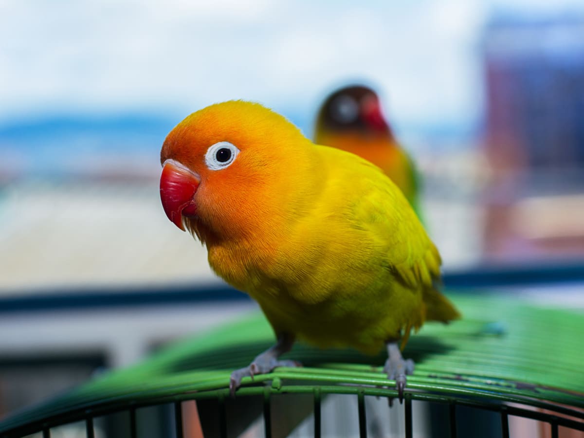 Lovebird cost cheap