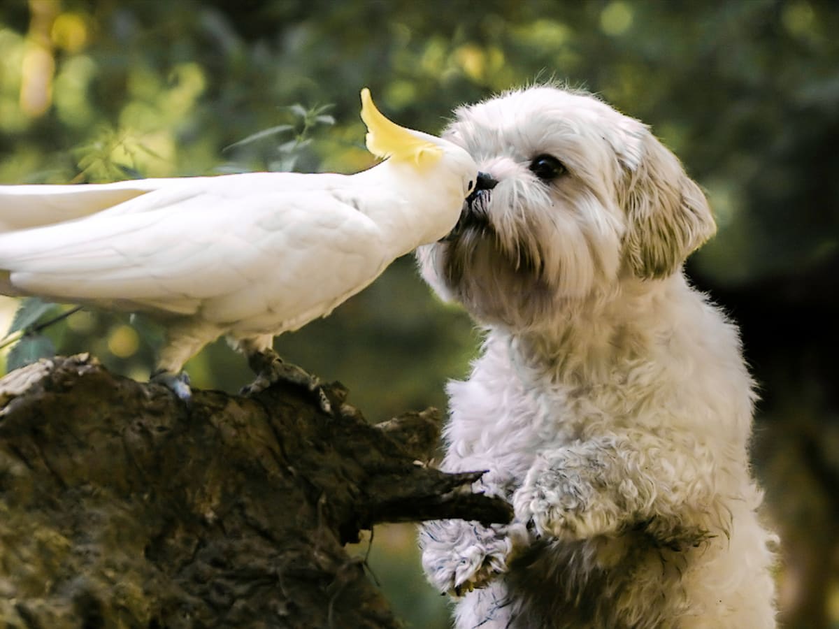 Cockatoo dog cheap