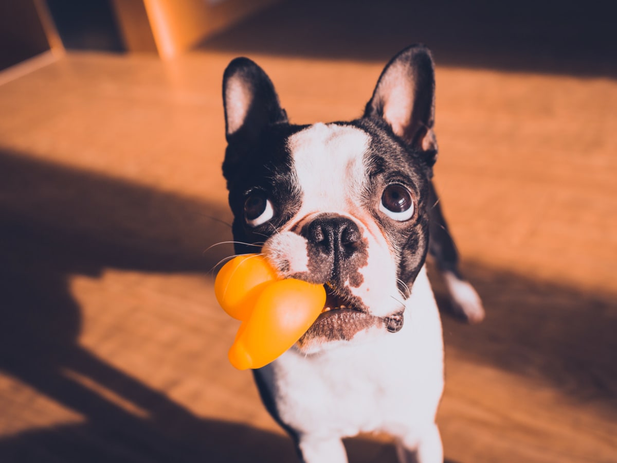 Boston terrier dog hotsell toys