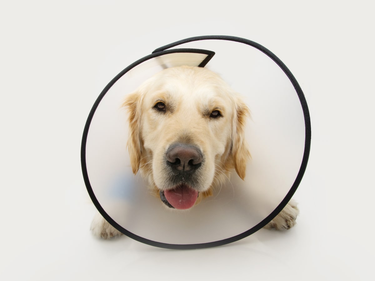 Dog depressed wearing sales cone