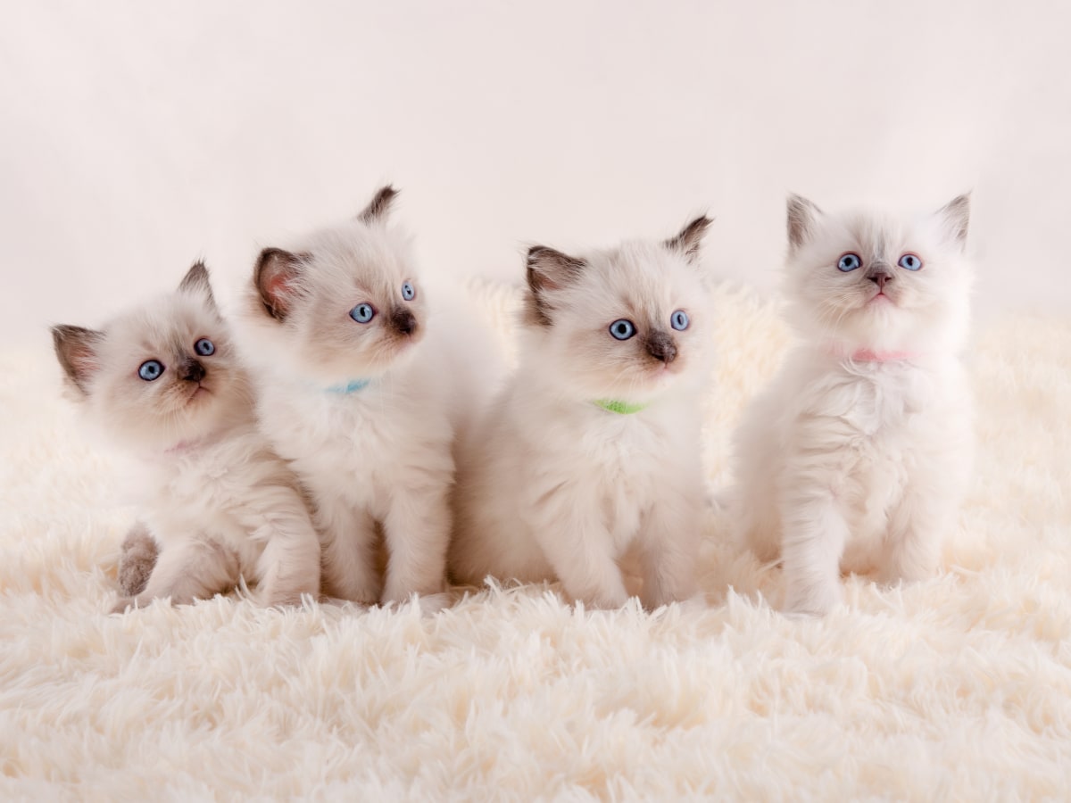 10 week sales old ragdoll kitten