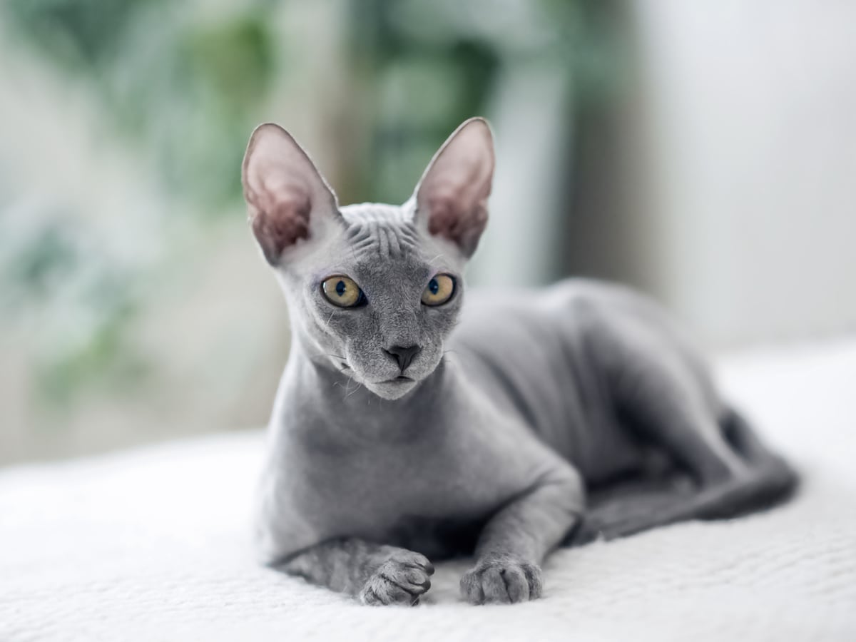 Bald clearance munchkin cat