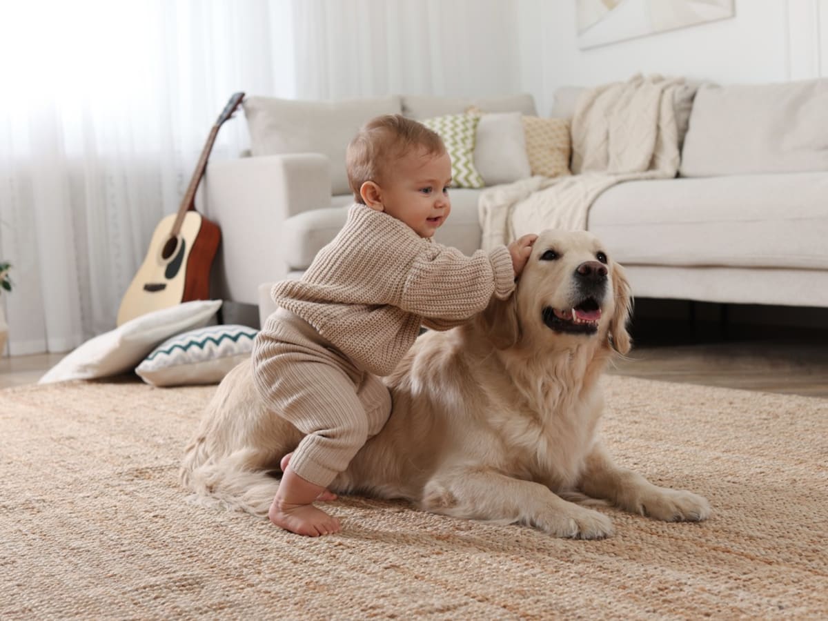 Little boy with golden retriever puppies online