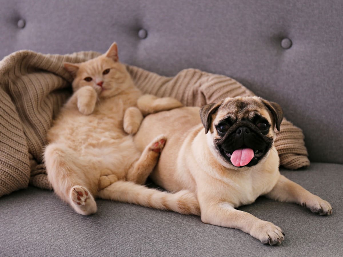 Pugs good shop with cats