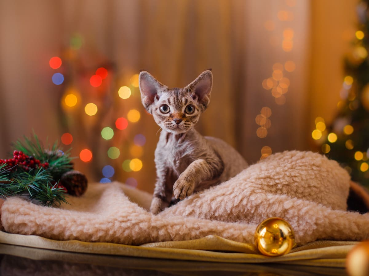 Homegoods store cat tree