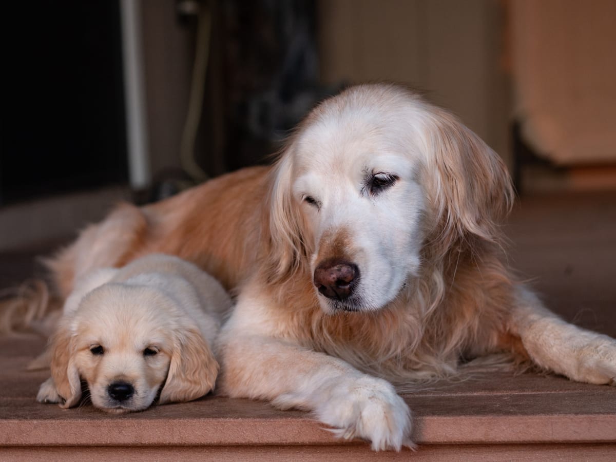 Moment Golden Retriever Realizes New Puppy Isn t Leaving Is Such a