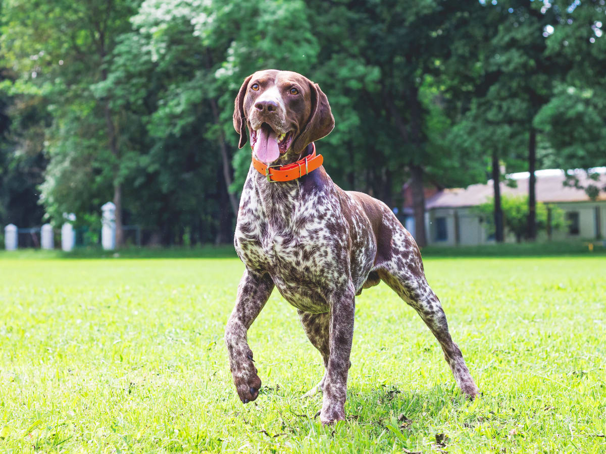 German shorthaired pointer shaking 2025