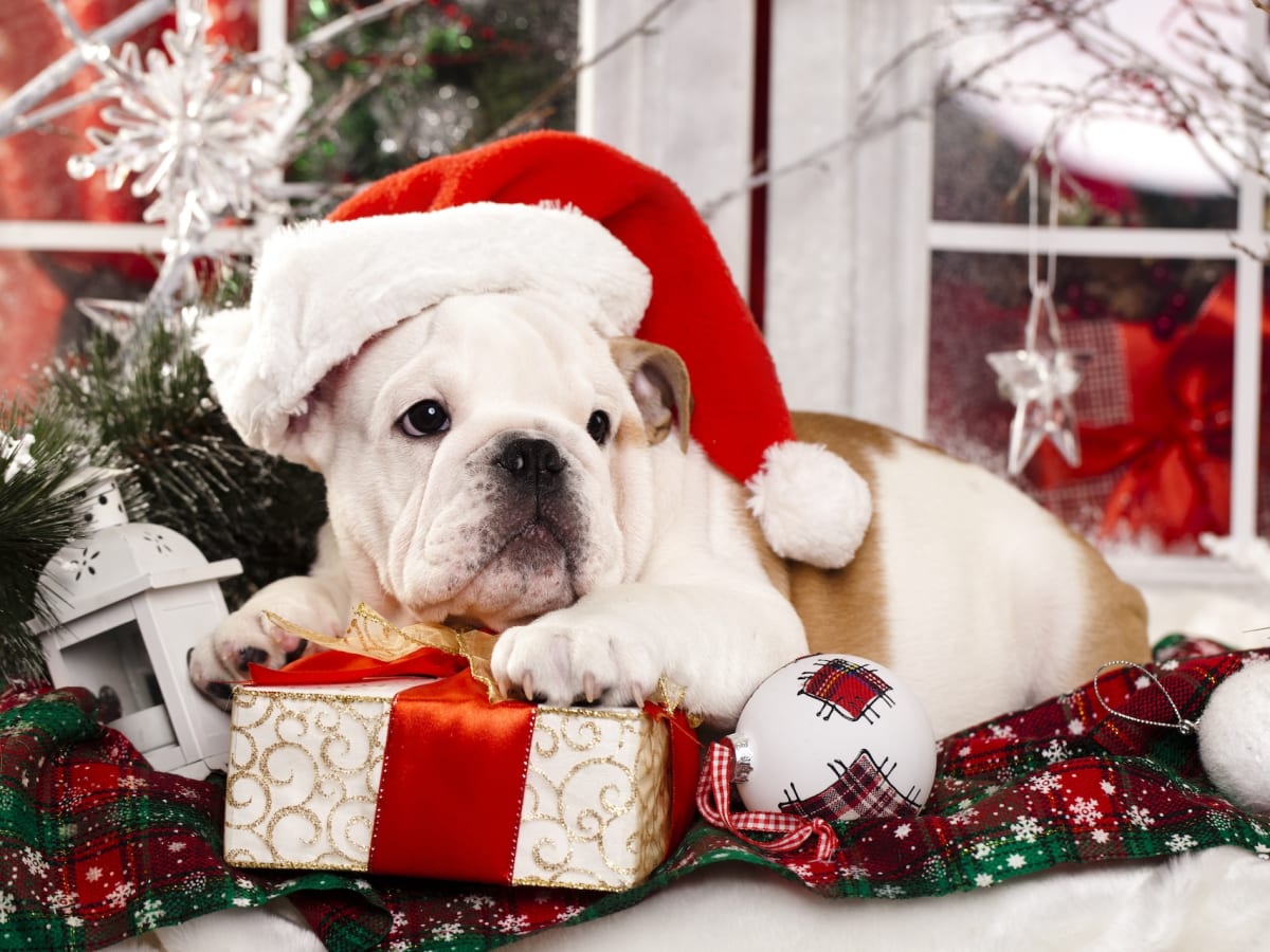 Santa bulldog clearance