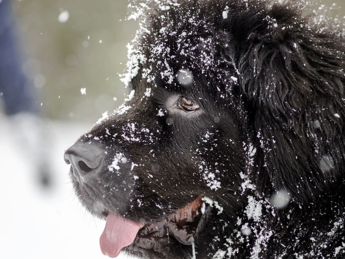 Newfoundland Relaxing in the Falling Snow Looks As Cozy As Can Be