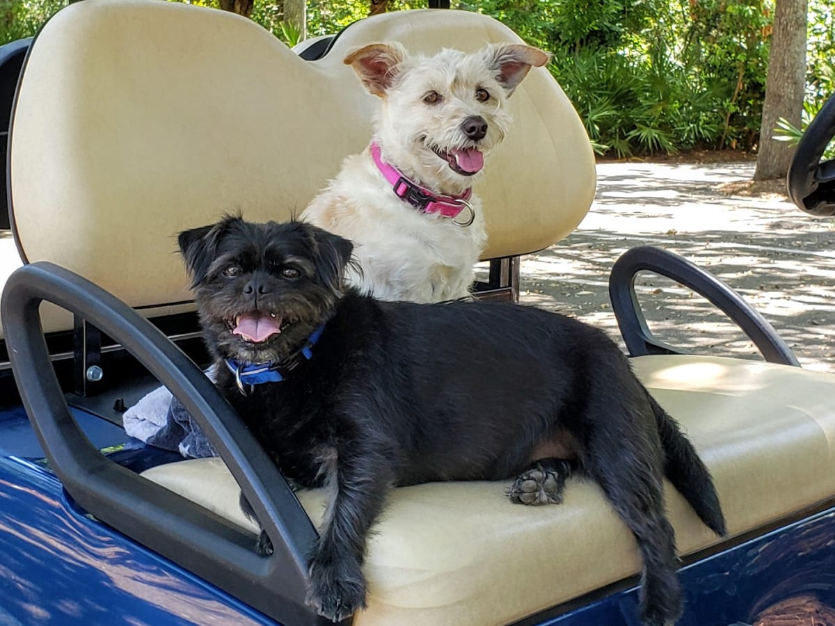 Florida Rescue Treats Senior Pups to a Golf Cart Ride and It