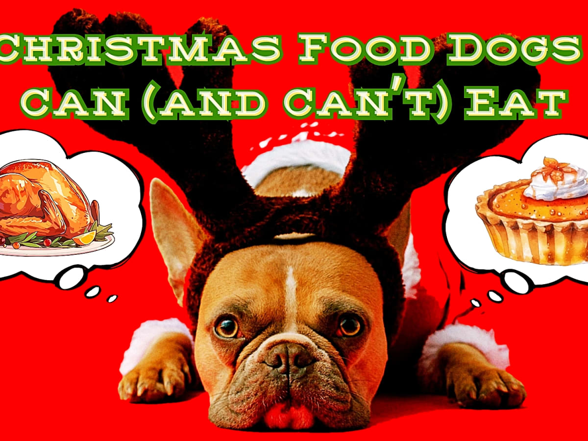 What not to give dogs outlet