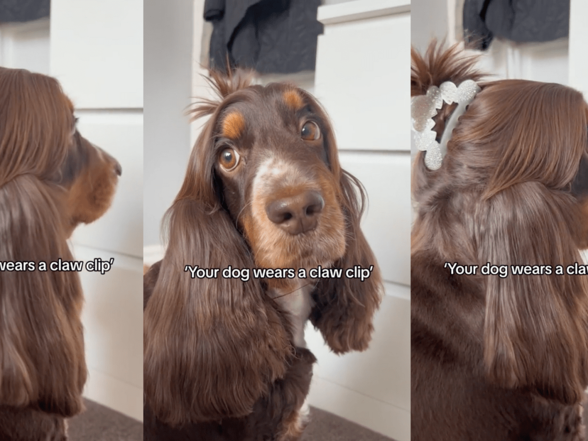 Crazy cocker spaniel best sale