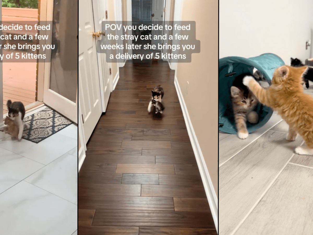 Stray Cat Bringing Her Litter of Kittens Home for Lunch Is Too
