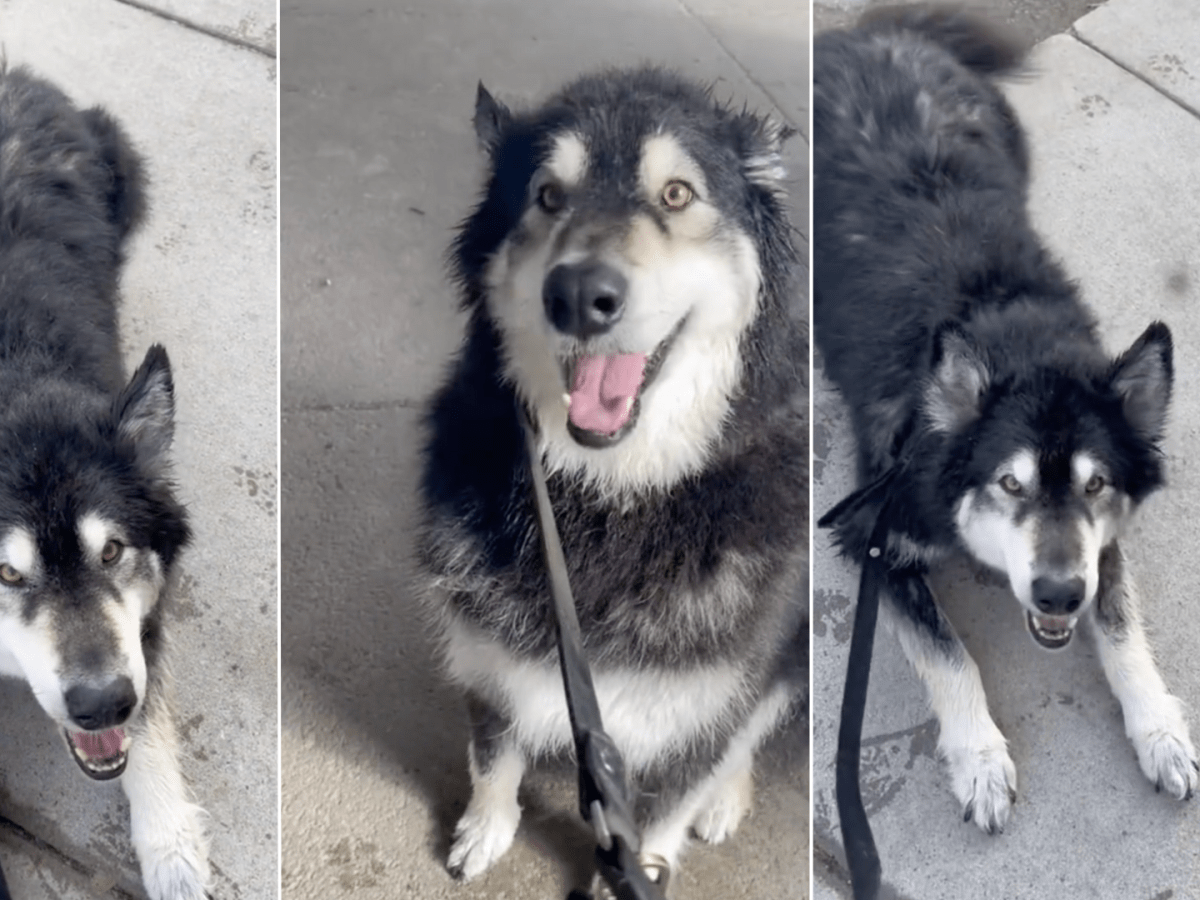 Malamutes talking sales
