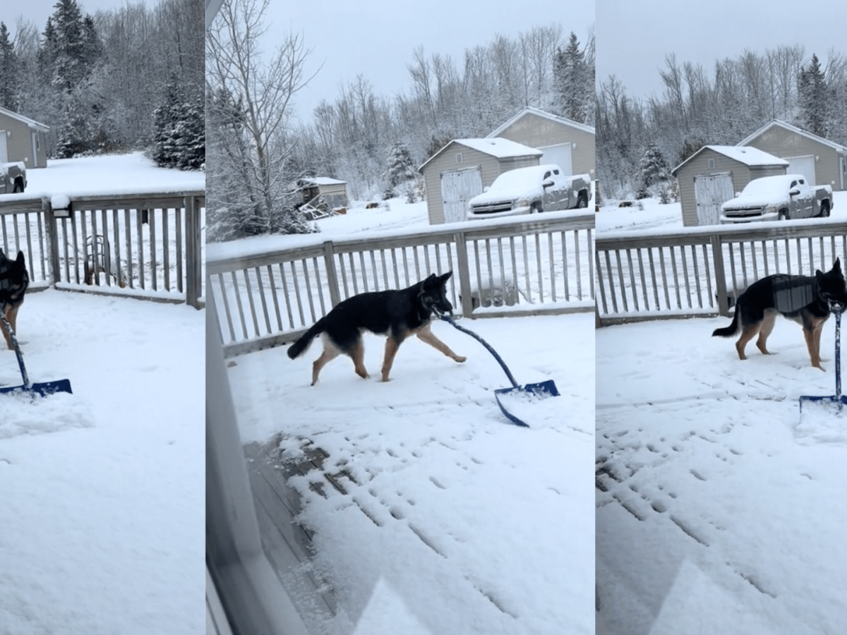 German clearance shepherd snow