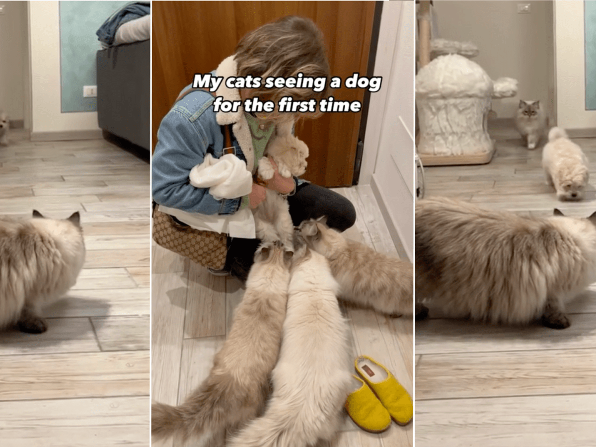 Maltipoo s First Day With Family of Ragdoll Cats Is Too Funny