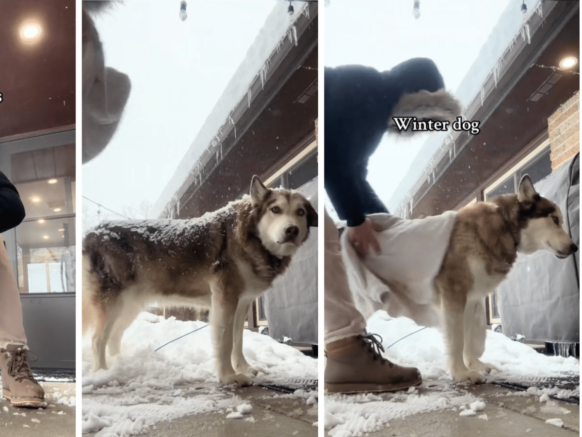Mom s Winter vs Summer Dog Comparison Is Just Too Real Parade Pets