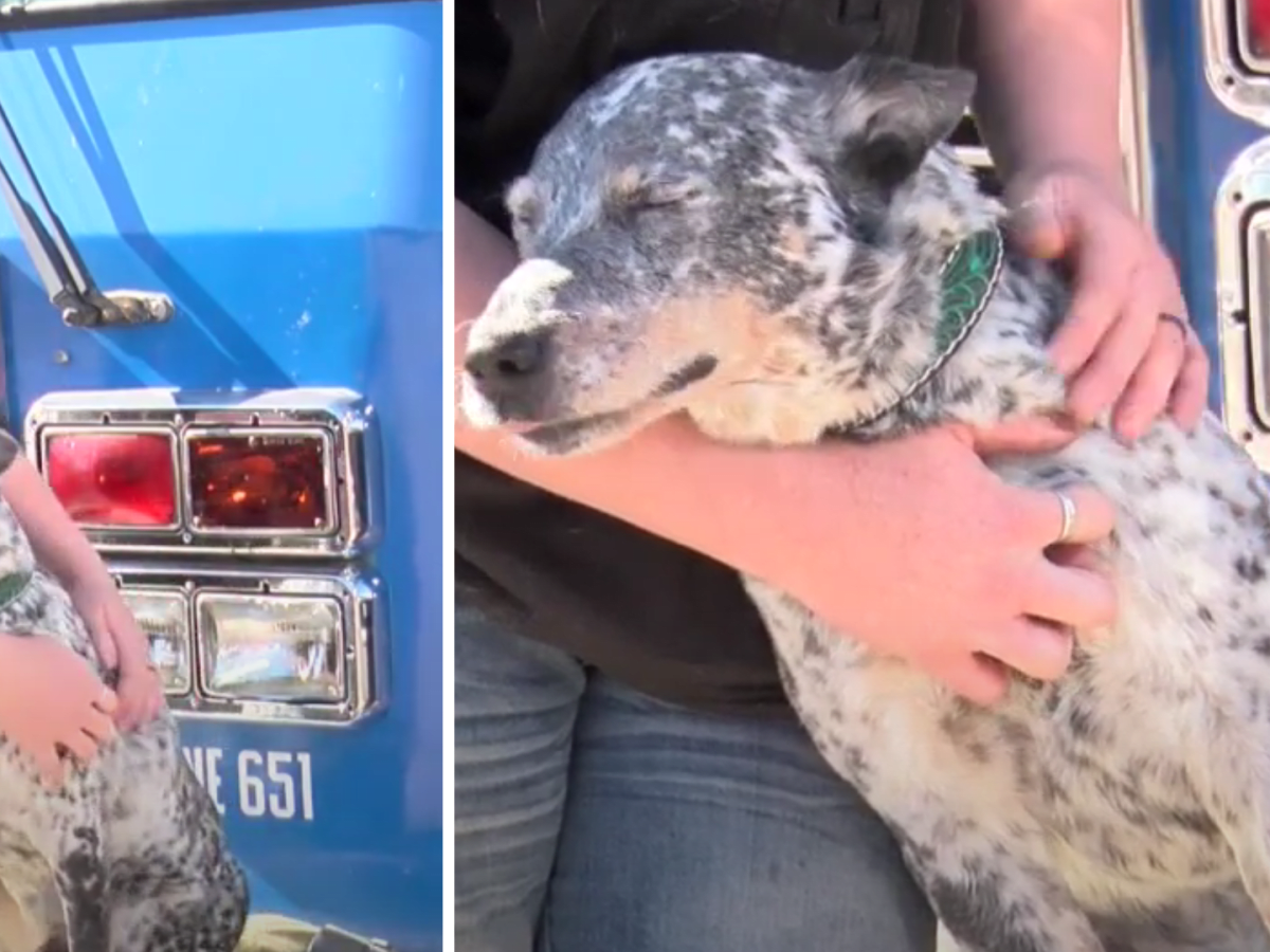 Deaf blue heeler on sale
