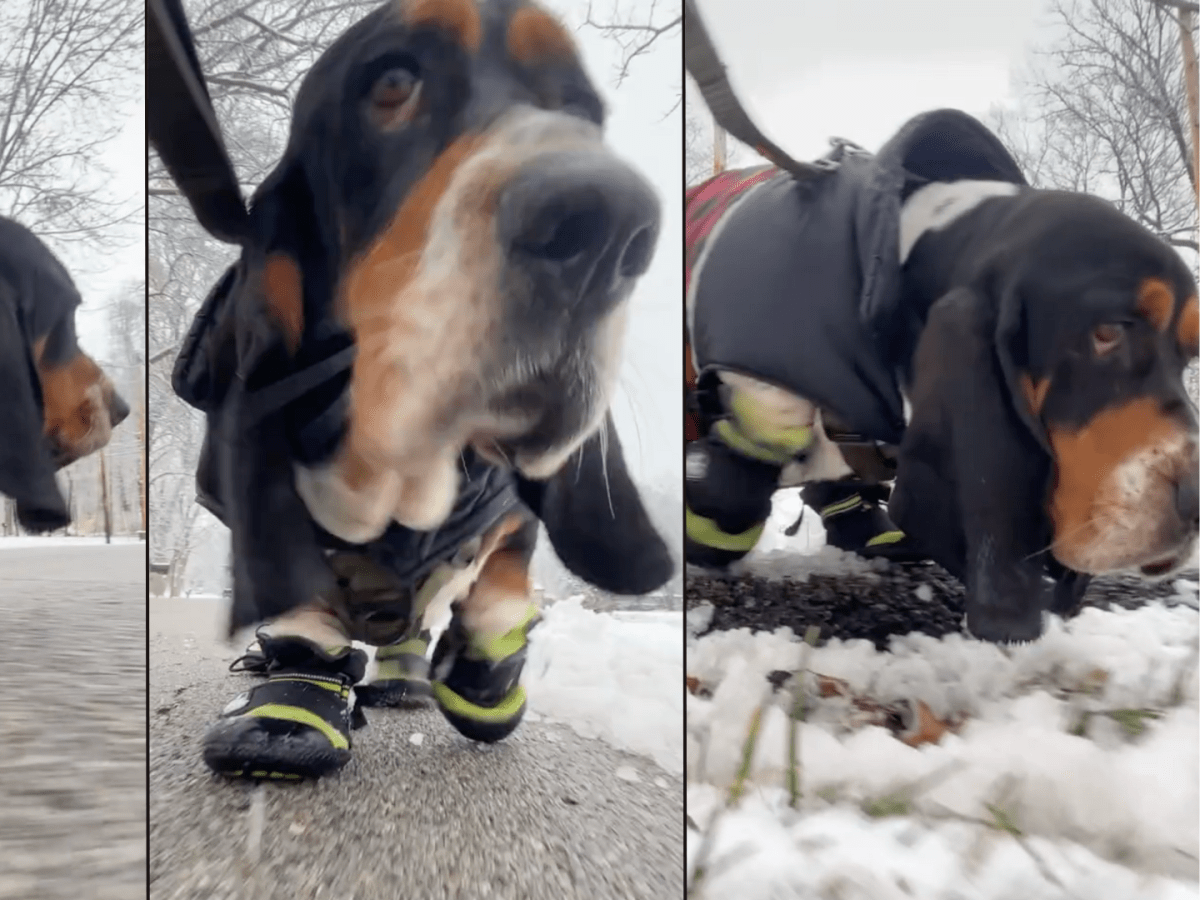 Basset hound boots best sale