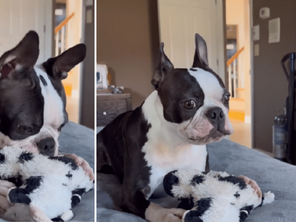 Boston Terrier s Spot On Impersonation of a Cow Toy Should Win an