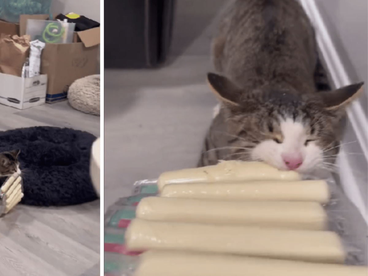 Cat Affectionately Dubbed The Cheese Monster After Making Off
