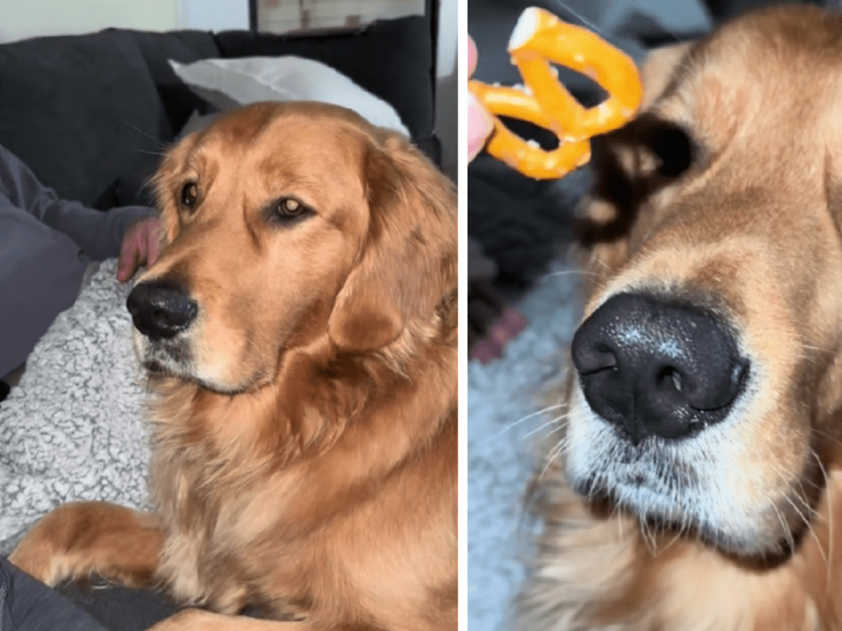 Golden retriever gentle sales