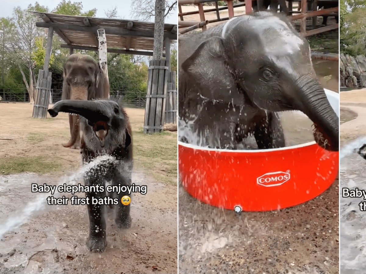 Baby elephant best sale bath