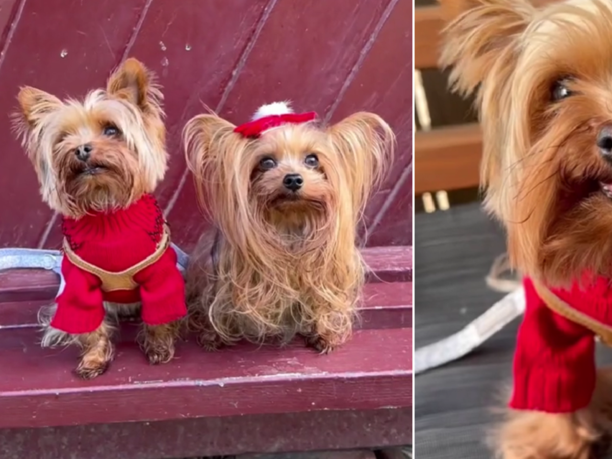 Yorkie deals christmas sweater