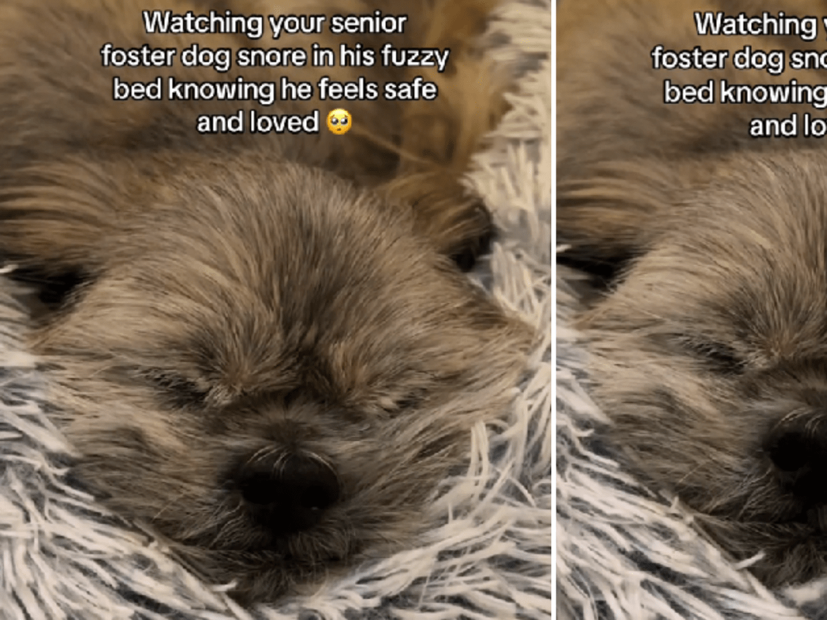 Senior top dog snoring