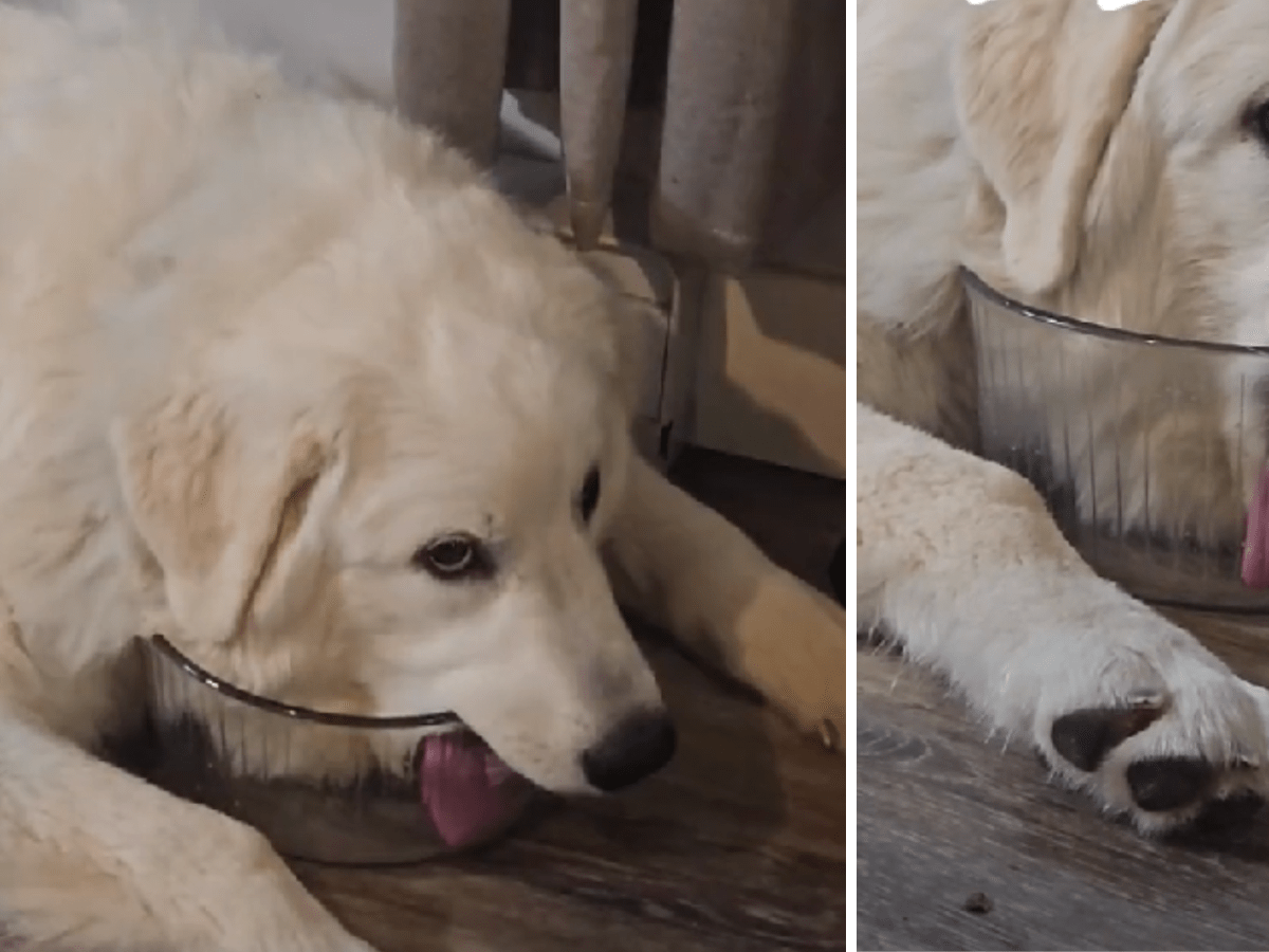 Great pyrenees and outlet water