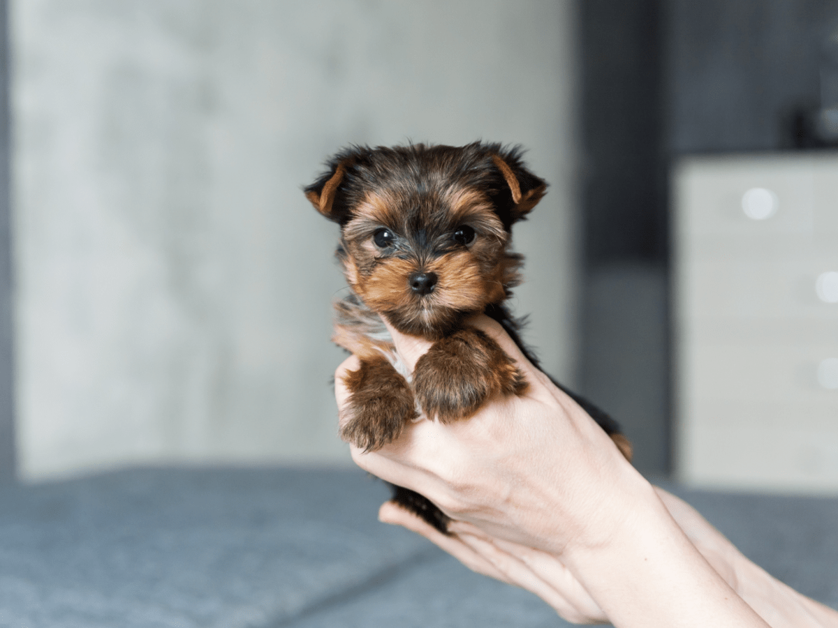 Small yorkie top