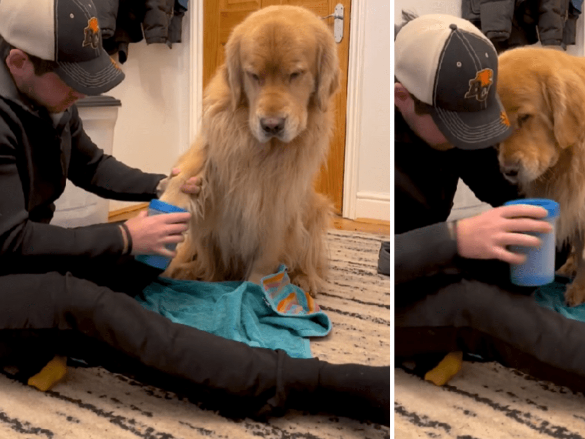 Golden retriever lap dog top
