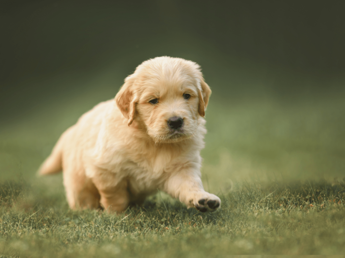 Labrador proof toys top
