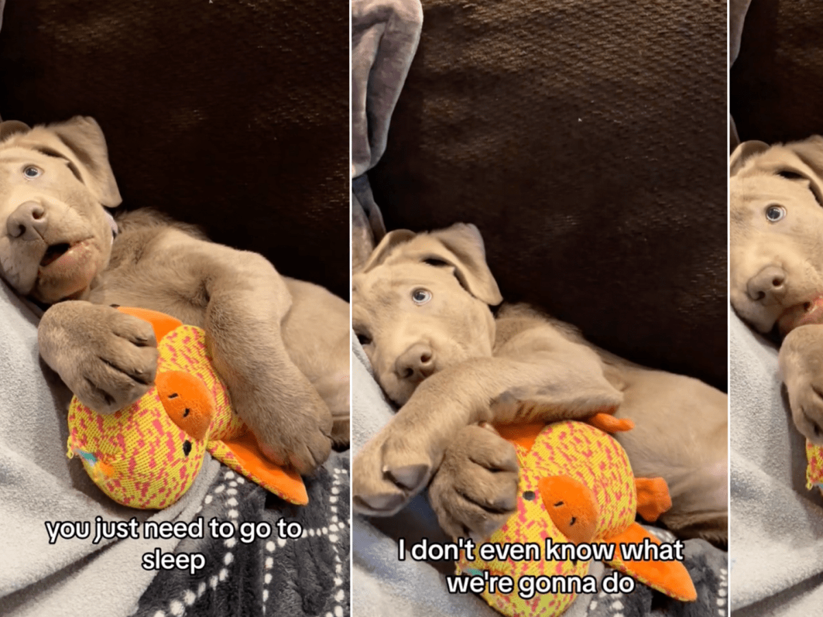 Labrador proof outlet toys